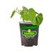 Bonnie Plants String Bean Blue Lake Live Plant 4.5 in.