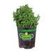 Bonnie Plants Catnip Live Plant 4.5 in.