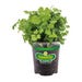 Bonnie Plants Cilantro Live Plant 4.5 in.