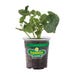 Bonnie Plants Cucumber Straight Eight Live Plant 4.5 in.