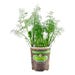 Bonnie Plants Dill Live Plant 4.5 in.