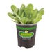 Bonnie Plants Lettuce Romaine Green Live Plant 4.5 in.