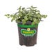 Bonnie Plants Peppermint Live Plant 4.5 in.
