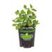 Bonnie Plants Spearmint Live Plant 4.5 in.
