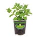 Bonnie Plants Sweet Mint Live Plant 4.5 in.