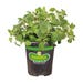 Bonnie Plants Oregano Italian Live Plant 4.5 in.