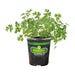 Bonnie Plants Parsley Italian Flat Live Plant 4.5 in.
