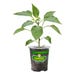 Bonnie Plants Hot Pepper Jalapeno Mammoth Live Plant 4.5 in.