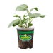 Bonnie Plants Sage Garden (Green) Live Plant 4.5 in.
