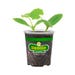 Bonnie Plants Summer Squash Straight Neck Live Plant 4.5 in.