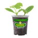 Bonnie Plants Summer Squash Zucchini Black Beauty Live Plant 4.5 in.