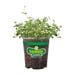 Bonnie Plants Thyme English Live Plant 4.5 in.