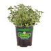 Bonnie Plants Thyme Lemon Live Plant 4.5 in.