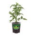 Bonnie Plants Tomato Beefsteak Red (Heirloom) Live Plant 4.5 in.