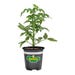 Bonnie Plants Tomato Better Boy Live Plant 4.5 in.
