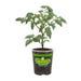 Bonnie Plants Tomato Cherokee Purple (Heirloom) Live Plant 4.5 in.