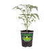 Bonnie Plants Tomato Early Girl Live Plant 4.5 in.