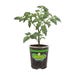 Bonnie Plants Cherry Tomato Red Husky Live Plant 4.5 in.