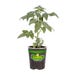 Bonnie Plants Tomato Park's Whopper Live Plant 4.5 in.