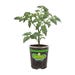 Bonnie Plants Tomato Roma Live Plant 4.5 in.
