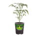 Bonnie Plants Tomato Super Sweet 100 Live Plant 4.5 in.