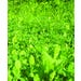 Hi-Pro Forage Food Plot Mix Bulk Sold by the Pound