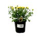 Mum Garden Live Plant 4 in.