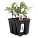 Annual Vegetable Live Plant