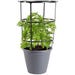 Bonnie Plants Citronella Live Plant 11 in. Cage
