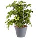 Bonnie Plants Cherry Tomato Red Husky Live Plant 11 in. Cage