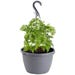 Bonnie Plants Citronella Live Plant 10 in. Hanging Basket