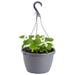 Bonnie Plants Strawberry Live Plant 10 in. Hanging Basket