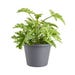 Bonnie Plants Citronella Live Plant 8 in. Pot