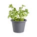 Bonnie Plants Cilantro Live Plant 8 in. Pot