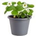 Bonnie Plants Strawberry Live Plant 8 in. Pot