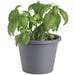 Bonnie Plants Basil Sweet Genovese Live Plant 8 in. Pot