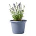 Bonnie Plants Lavender Live Plant 8 in. Pot
