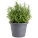 Bonnie Plants Rosemary Live Plant 8 in. Pot