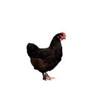 Chicken Ready to Lay Mystic Maran Adult Female Hen