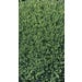 Boxwood Green Velvet Live Plant #1 Pot