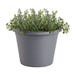 Bonnie Plants Thyme English Live Plant 8 in. Pot