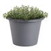 Bonnie Plants Thyme German Live Plant 8 in. Pot