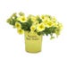 Annual Live Plant 2.5 qt. Pot