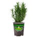 Bonnie Plants Rosemary Live Plant 4.5 in.