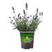 Bonnie Plants Lavender Live Plant 4.5 in.