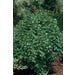 Althea Double Purple Tree Live Plant #7 Pot