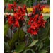 Canna Cannova Live Plant 10 in.