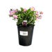 Calibrachoa Live Plant 5 in.