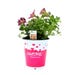 Petunia Amore Live Plant 5 in.