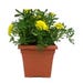 Sydney Annual Live Plant 8 in.